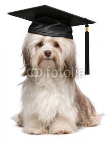 SmartDog.jpg
